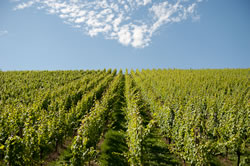 Wine lovers will enjoy the nearby Mosel region. Drive a little further for the Alsace, Champagne or Burgundy regions.