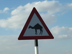 Meeting the neighbours: camel road sign