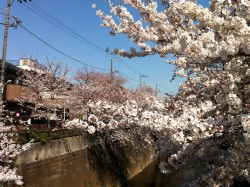 A shot of cherry blossoms from around my home