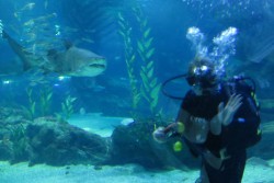 Swimming with sharks in Busan, South Korea