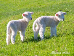 New born lambs in Shakespear Park, North Island, New Zealand