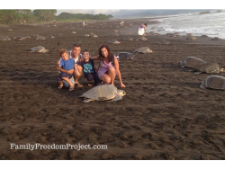 Playa Ostional - Turtle Nesting