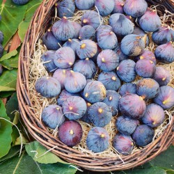 Fresh figs from the market.